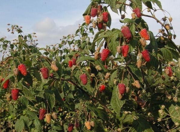 ต้นราสเบอร์รี่