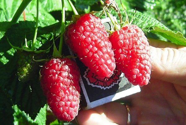 ราสเบอร์รี่