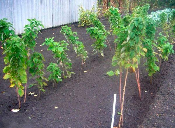 การปลูกราสเบอร์รี่