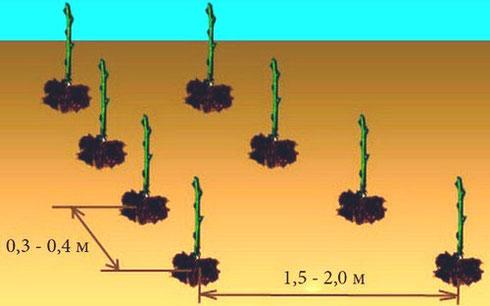 Description et caractéristiques des 50 meilleures variétés de framboises pour la Sibérie