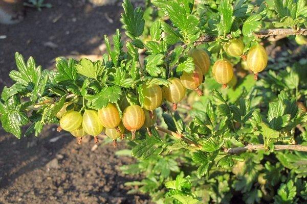 ผลเบอร์รี่สีเหลือง