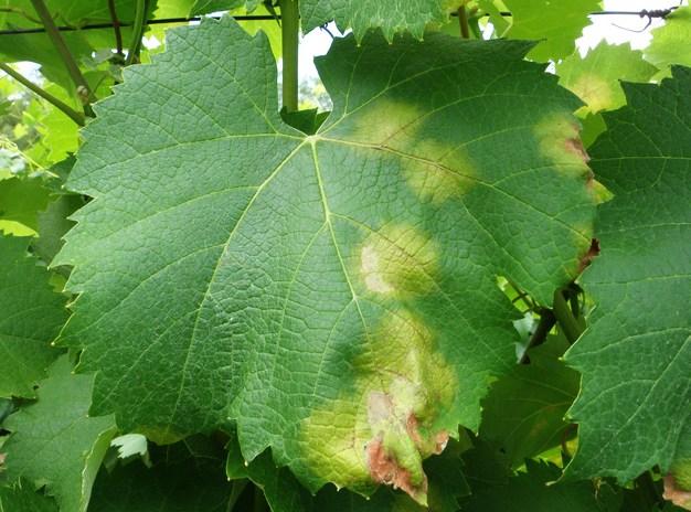 mildiou de la vigne
