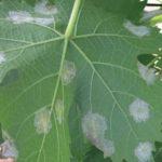 เชื้อราในแผ่น