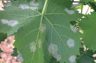 เชื้อราในแผ่น