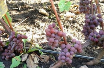 องุ่นลิเดีย