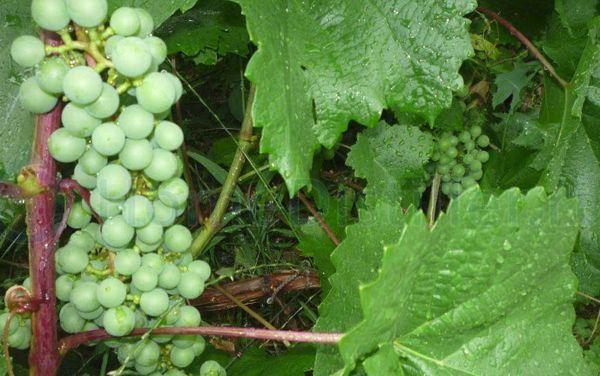 มรกตไทก้า