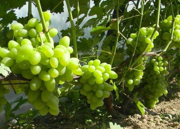 องุ่นตูกาย