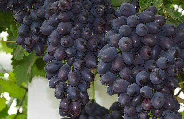 องุ่นโคเดรียน่า