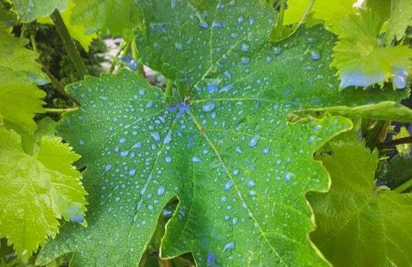 Bouillie bordelaise sur feuilles