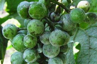 โรคราแป้ง