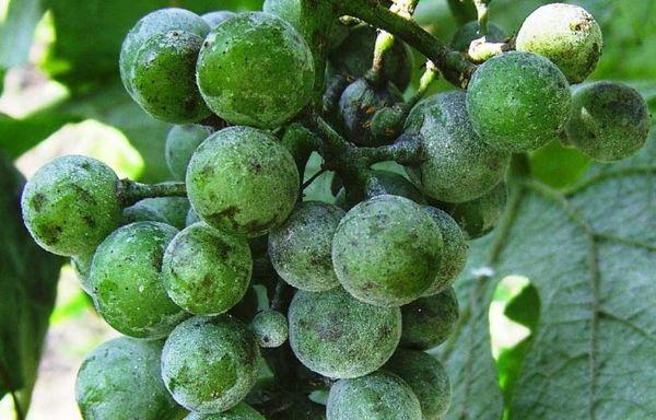 โรคราแป้ง