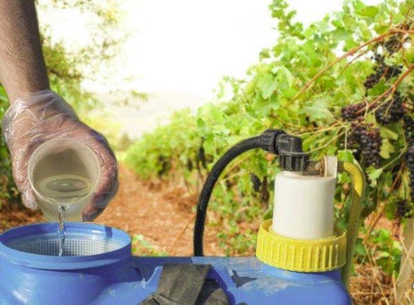 การแปรรูปองุ่น