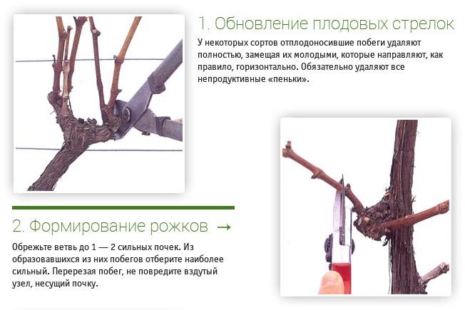 กฎการตัดแต่งกิ่ง