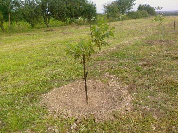 การก่อตัวของมงกุฎ