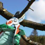 การตัดแต่งกิ่งไม้