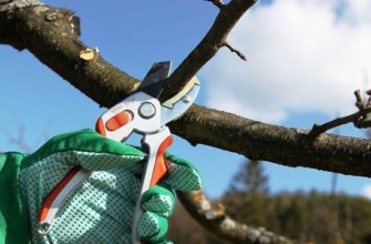 การตัดแต่งกิ่งไม้