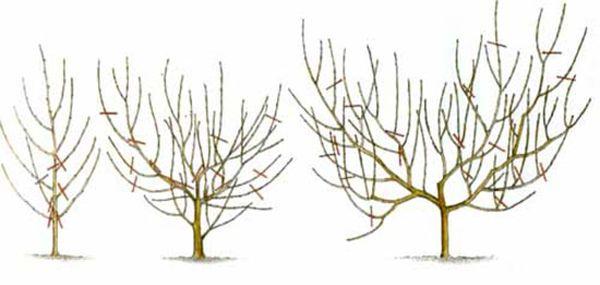 การก่อตัวเป็นรูปถ้วย