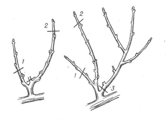 การตัดแต่งกิ่ง