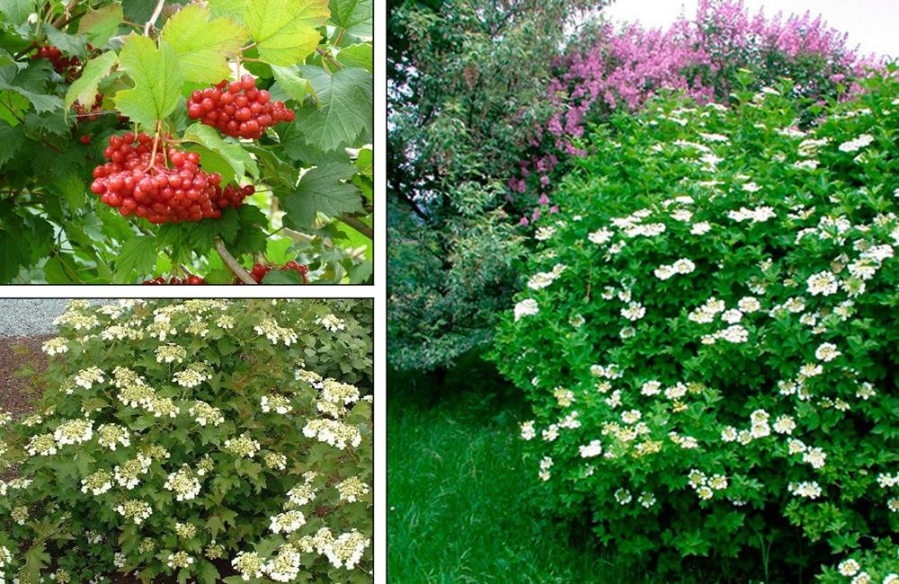 ไวเบอร์นัมที่เดชา