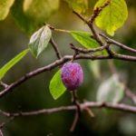 ลูกพลัมบนกิ่ง