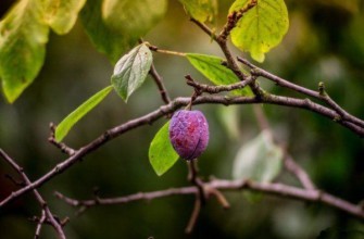 ลูกพลัมบนกิ่ง