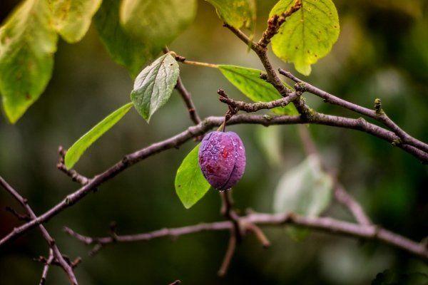 prune sur une branche