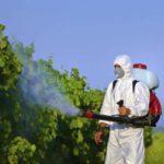 การฉีดพ่นองุ่น