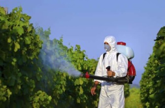 การฉีดพ่นองุ่น