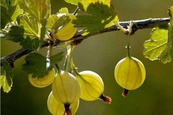 กิ่งมะยม