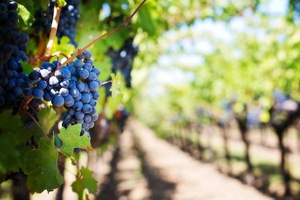 องุ่นสุก