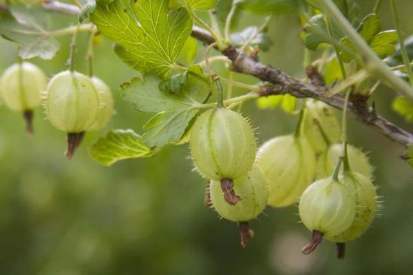 ลูกเกดขนยาว