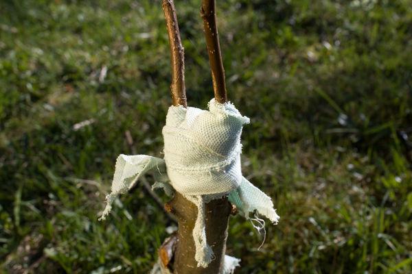 การต่อกิ่งต้นไม้