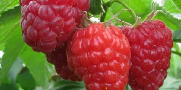 S'incliner devant Kazakov