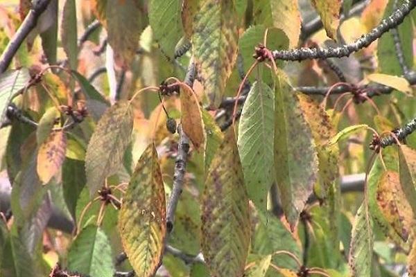 les feuilles se fanent