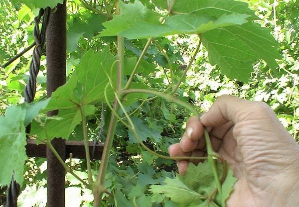 การเด็ดองุ่น