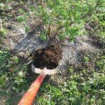 ต้นกล้ามะยม