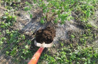 ต้นกล้ามะยม