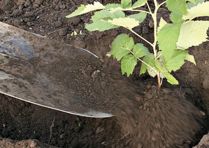 transplantation de framboisiers