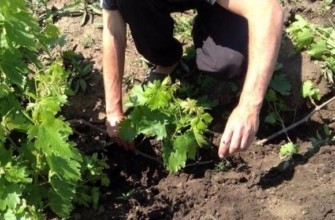 ต้นกล้าอายุ 2 ปี