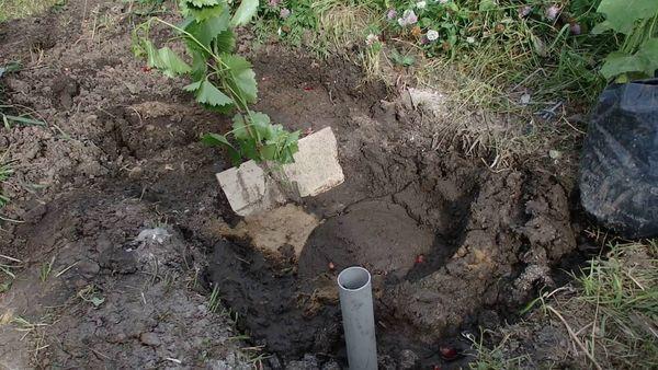 raisins transplantés