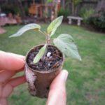 ถั่วงอกพีช