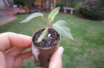 ถั่วงอกพีช