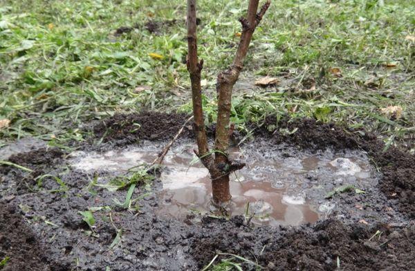 การรดน้ำลูกพีช