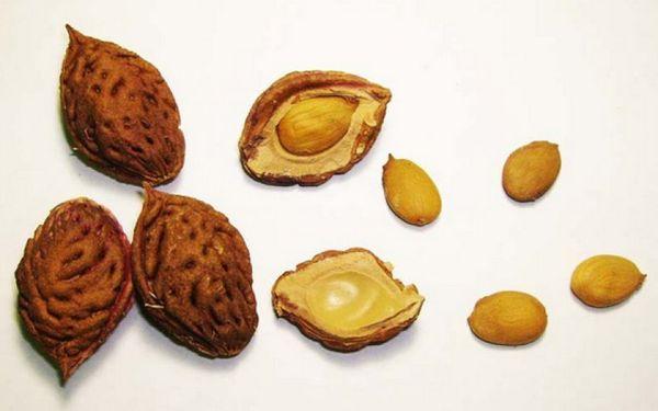 เมล็ดพันธุ์สำหรับปลูก