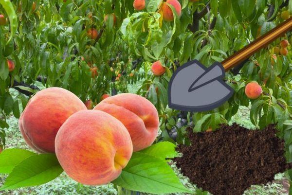 การปลูกต้นกล้า