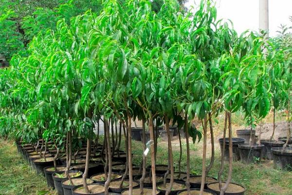 วัสดุปลูก