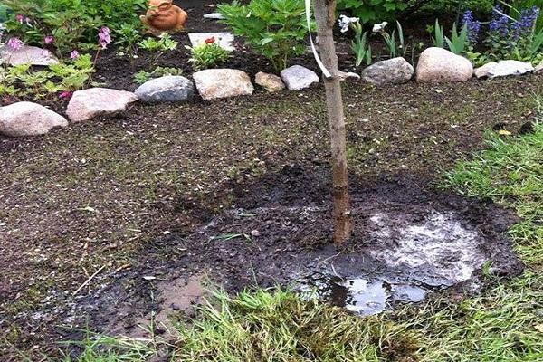 การรดน้ำใต้ลำต้น