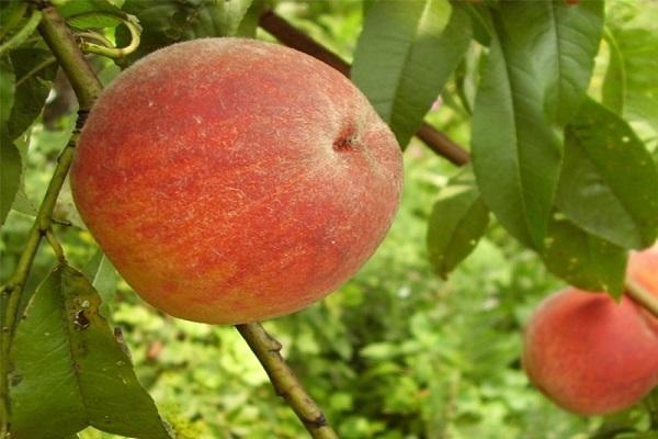 รูปทรงกลม