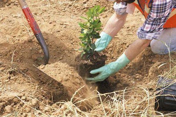 plantation et entretien des pêches