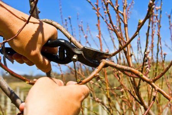 การตัดแต่งกิ่ง